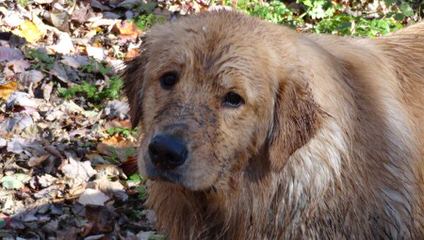 Glamour Goldens - Dog and Puppy Pictures