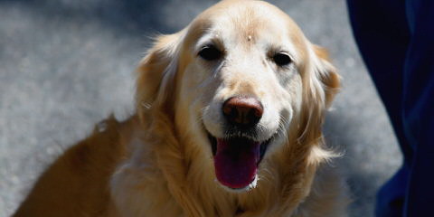 Castlefin Golden Retrievers - Dog Breeders