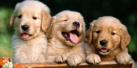 Star Crowned Goldens - Dog and Puppy Pictures