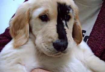 Phuket Goldens - Dog Breeders