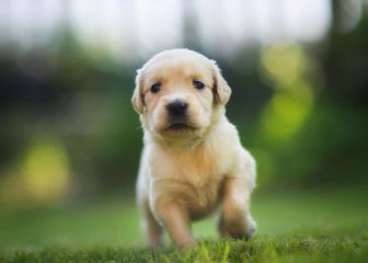 Gorgeous Goldens - Dog and Puppy Pictures