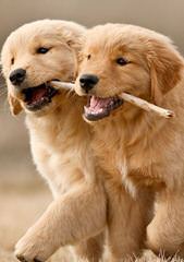 AKC Golden Retriever and Golden Doodles – Puppies and Stud Service - Dog Breeders