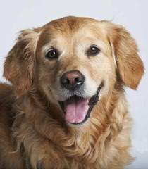 Mariannehouse Golden-retriever - Dog Breeders