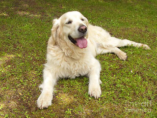 Beautiful Goldens - Dog and Puppy Pictures