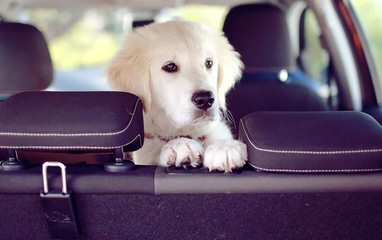 Golden Retriever Puppies - Dog Breeders