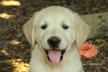 Carolot Golden Retrievers - Dog and Puppy Pictures