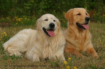 Carolot Golden Retrievers - Dog Breeders