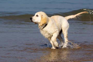 European/English Type Golden Retievers - Dog Breeders