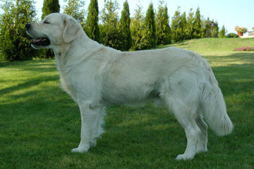 whiteriverenglishgoldens - Dog Breeders