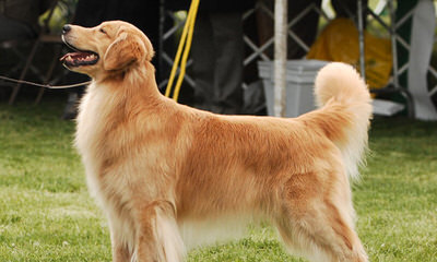 Kelty’s Goldens - Dog Breeders