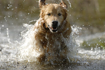 Lakeside White Goldens - Dog Breeders