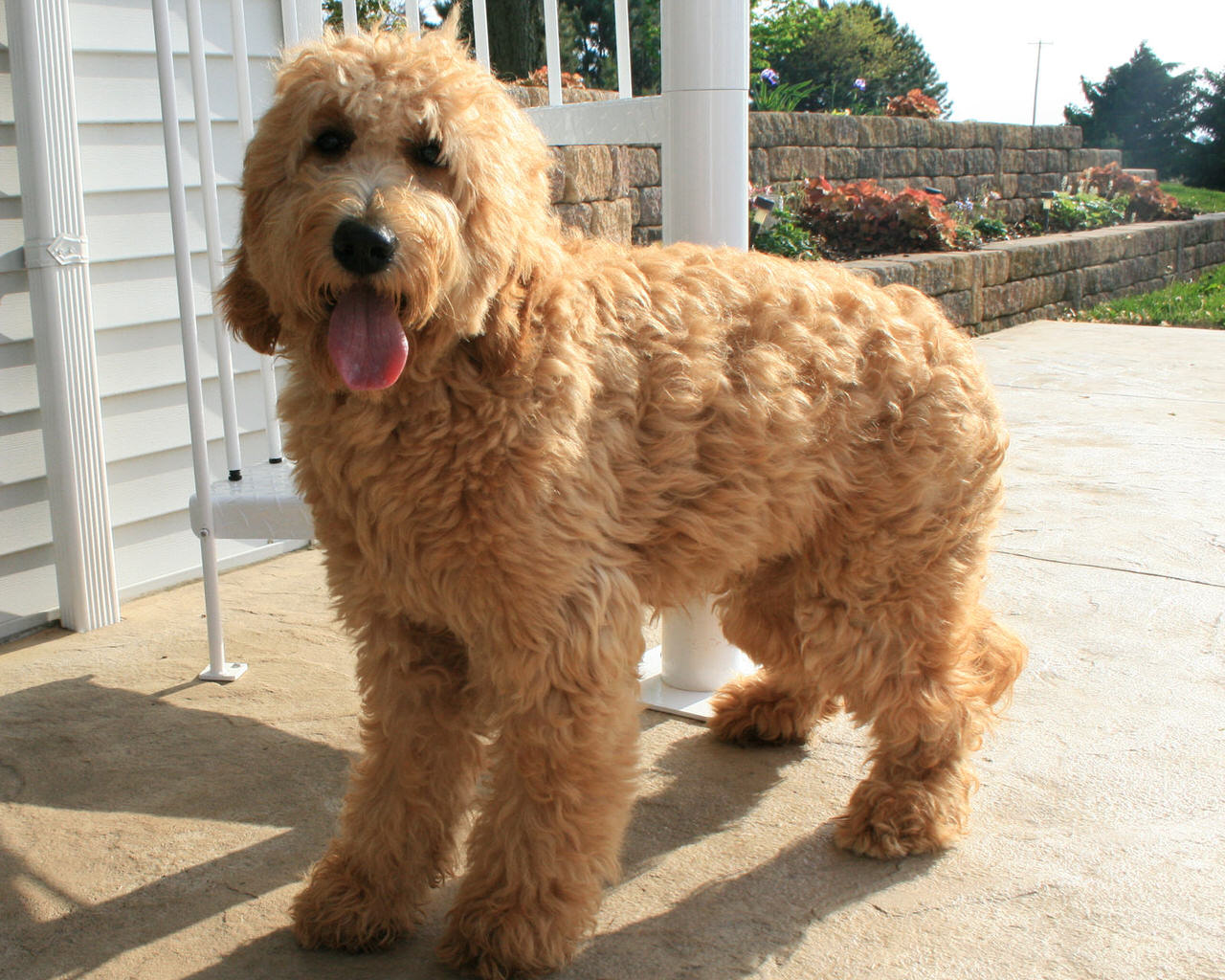 goldendoodle hair style