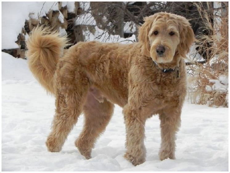 Goldendoodle Dogs and Puppies