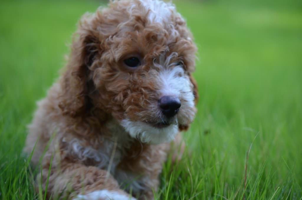 Goldendoodle Dogs and Puppies