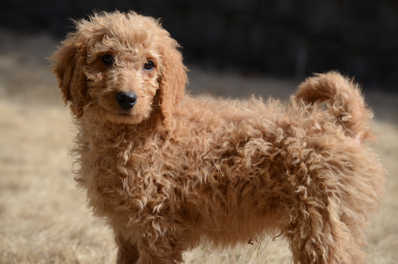 Goldendoodle Dogs and Puppies