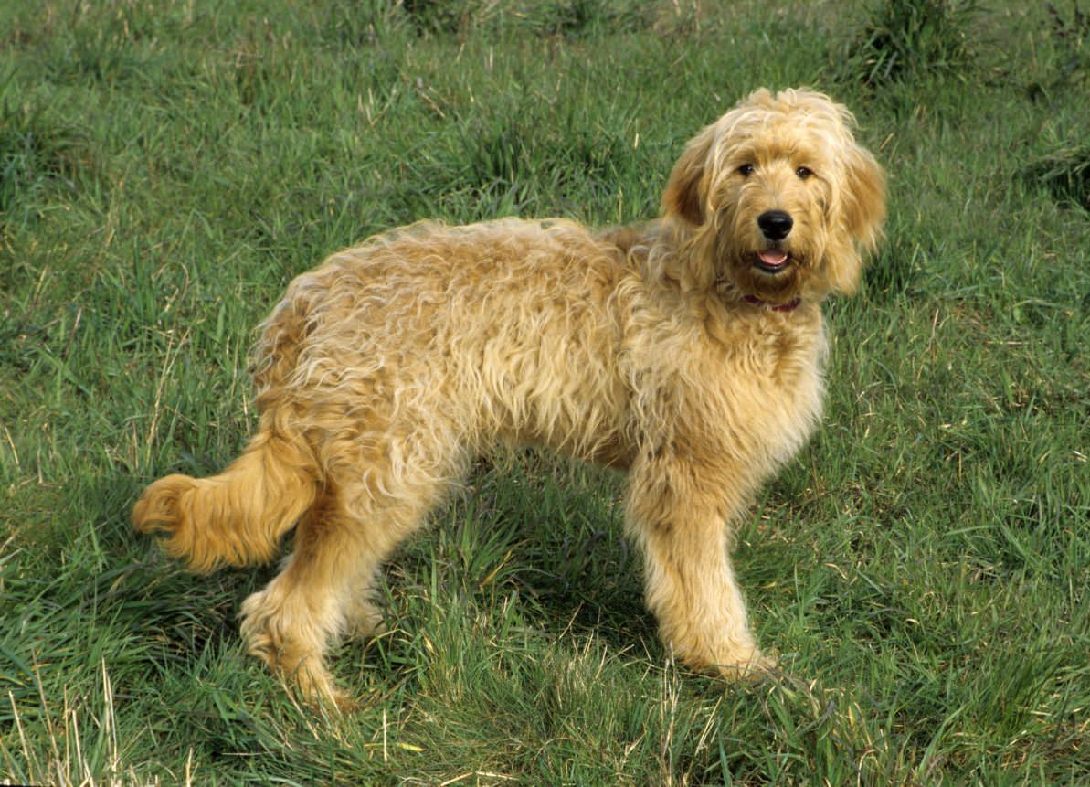 Goldendoodle Dogs and Puppies