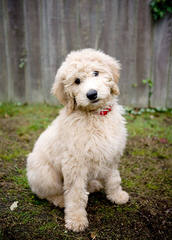 Pin Oak Farm Labradoodles & Goldendoodles - Dog and Puppy Pictures