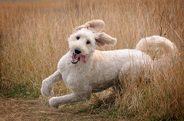 Griffith Kennels Ckc Mini/Toy Goldendoodle Puppies - Dog and Puppy Pictures