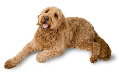 Chans Celebrity Golden Doodles - Dog Breeders