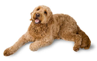 Parkridge Goldendoodles - Dog and Puppy Pictures