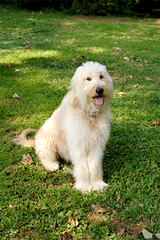 Burr Oaks Dood Ranch. Goldendoodles - Dog Breeders