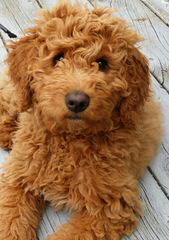 Doodles Of Williams Acres Specialize In English & American Mini Goldendoodles Available Pups - Dog Breeders