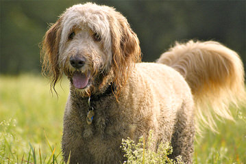 Honeybear English Goldendoodles - Dog and Puppy Pictures