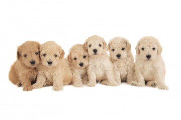 Dogwoods Doodles Of New Hampshire Goldendoodles, Labradoodles & Cockapoos Raised W/Children - Dog Breeders