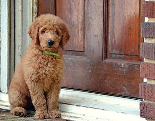 Gorgeous Goldendoodle Pups - Dog Breeders