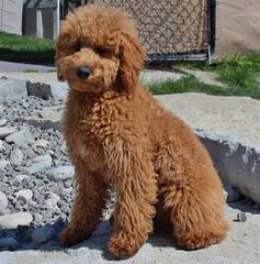 Moss Creek Goldendoodles English F1, F1b & Multi Gen Goldendoodles - Dog Breeders