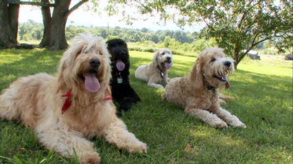 Snowy White English Golden Doodles - Dog Breeders