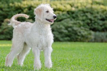 Doodles Of Williams Acres Specialize In English & American Mini Goldendoodles Available Pups - Dog and Puppy Pictures