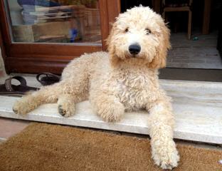 Doodles By Donna Top Quality F1 & F1b Goldendoodles - Dog Breeders