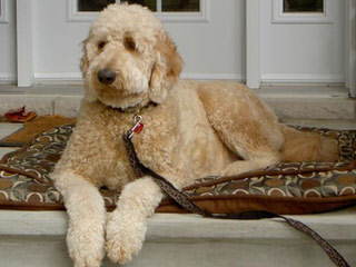 Doodle Heaven Goldendoodle - Dog Breeders