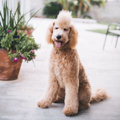 Doodle Heaven Goldendoodle - Dog and Puppy Pictures