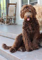 Spring Creek Labradoodles & Goldendoodles - Dog Breeders