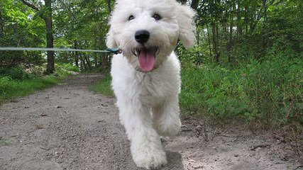 Blueridgepuppies Accepting Deposits For Englishcreme Goldendoodles And Toy Goldendoodles Ready - Dog Breeders