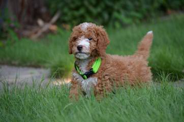 Goldendoodle Dandies - Dog Breeders