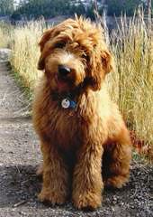 Golden Doodle Mini Puppies - Dog Breeders