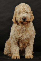 Abracadoodle – F1 & F1b Goldendoodles, F1b & Multigen Labradoodles - Dog Breeders