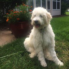 Molly’s Darling Doodles And Poodles - Dog Breeders