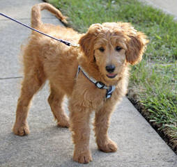 Adorable Goldendoodles - Dog Breeders