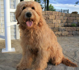 Bay Lake English Golden Doodles - Dog Breeders