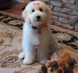 Molly’s Darling Doodles And Poodles - Dog Breeders