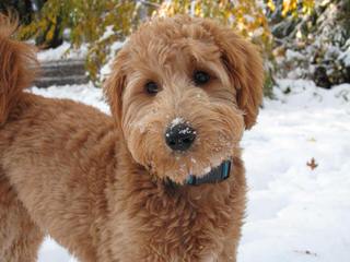 Sixth Day Ranch English Golden Doodles & Retrievers - Dog Breeders