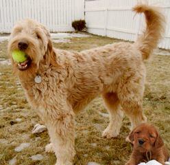 Sabrina’s Goldendoodles - Dog Breeders