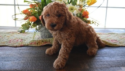 Pin Oak Farm Labradoodles & Goldendoodles - Dog Breeders