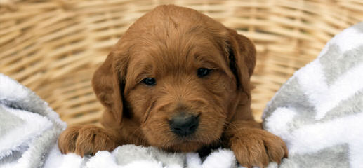 Doodles To Love We Offer Lifetime Guarantee! - Dog Breeders