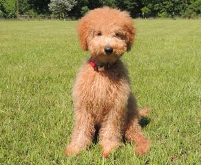 Doodlepuppy From Sunshine Acres - Dog Breeders