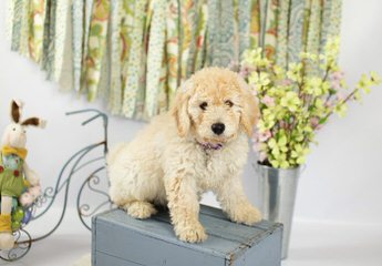 Golden Beauties Driven to Doodles LLC - Dog and Puppy Pictures